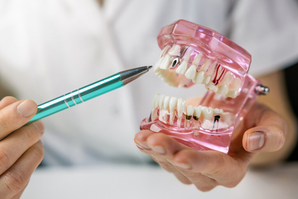 A person explaining teeth structure using a model