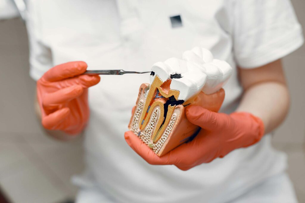 A dentist holding a tooth model and a dental tool